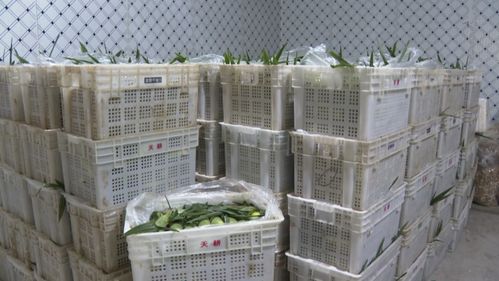 建甌 網紅 玉米按根賣 農戶增收新渠道